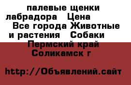 палевые щенки лабрадора › Цена ­ 30 000 - Все города Животные и растения » Собаки   . Пермский край,Соликамск г.
